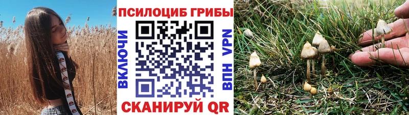 как найти закладки  Сургут  Псилоцибиновые грибы мицелий 